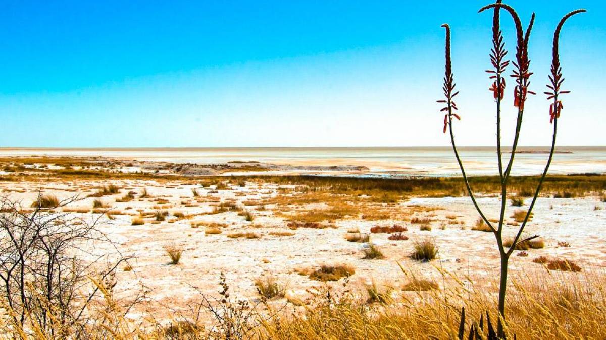 Etosha Salzpfanne | © Peter Pack, Pack Safari / Chamäleon Etosha Salzpfanne | © Peter Pack, Pack Safari / Chamäleon