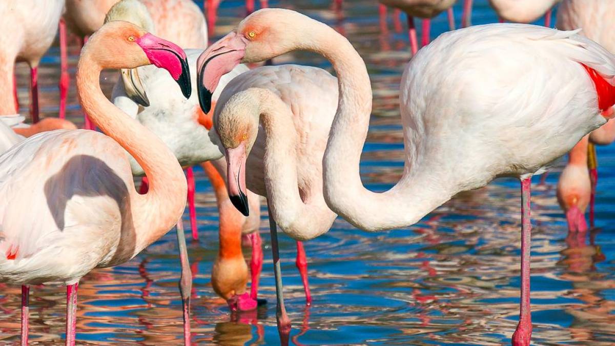 Flamingos im Schwemmland der Camargue | © gayulo, Pixabay / Chamäleon Flamingos im Schwemmland der Camargue | © gayulo, Pixabay / Chamäleon