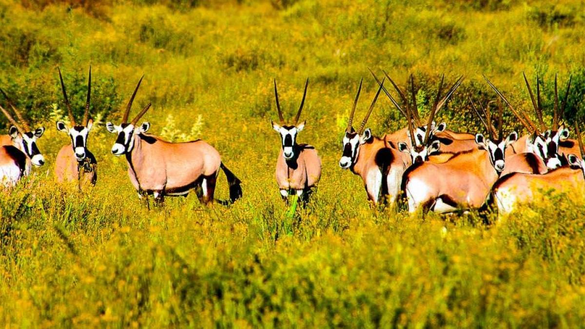 Oryx Antilopen | © Peter Pack, Pack Safari / Chamäleon Oryx Antilopen | © Peter Pack, Pack Safari / Chamäleon