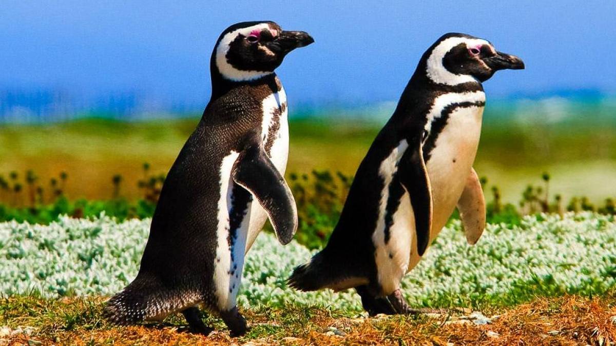 Magellan-Pinguine nahe Punta Arenas | © Kai-Uwe Küchler, Art & Adventure / Chamäleon Magellan-Pinguine nahe Punta Arenas | © Kai-Uwe Küchler, Art & Adventure / Chamäleon