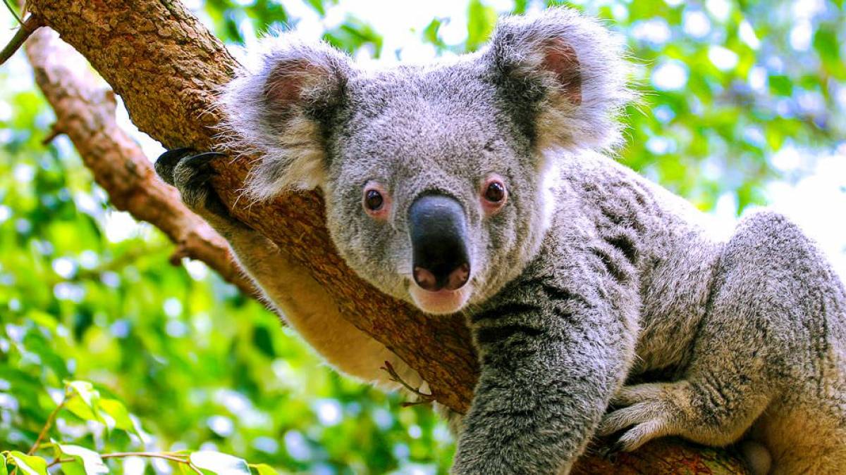 Koala auf einem Ast | © Renate Micallef, iStockphoto.com / Chamäleon Koala auf einem Ast | © Renate Micallef, iStockphoto.com / Chamäleon