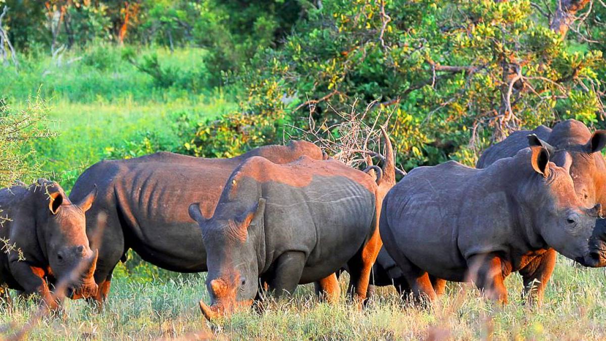 Rhinos am Olifants | © Dr. Volker Tedsen / Chamäleon Rhinos am Olifants | © Dr. Volker Tedsen / Chamäleon