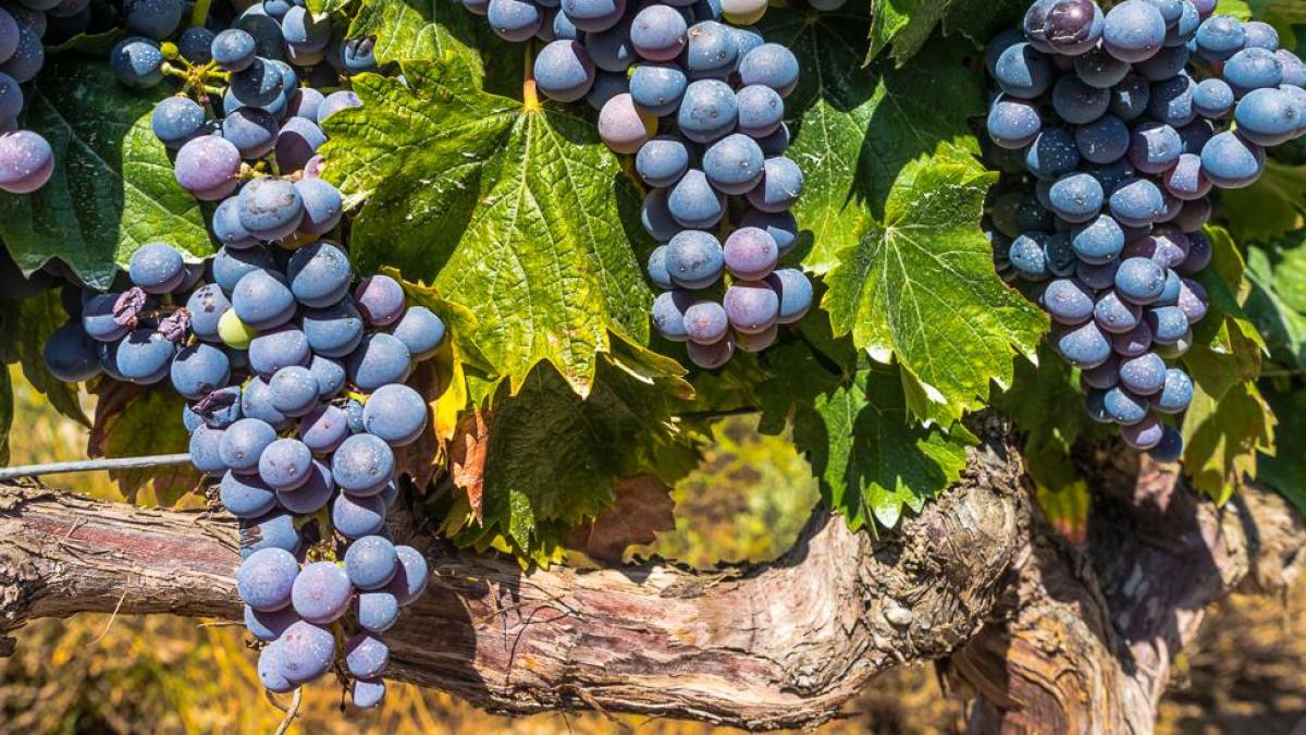 Weinanbauin der Region La Rioja | © Carabo Spain, Pixabay / Chamäleon Weinanbauin der Region La Rioja | © Carabo Spain, Pixabay / Chamäleon