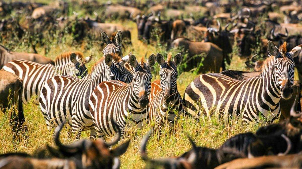 Zebras inmitten einer Gnuherde | © Robert Hardholt, iStockphoto.com / Chamäleon Zebras inmitten einer Gnuherde | © Robert Hardholt, iStockphoto.com / Chamäleon
