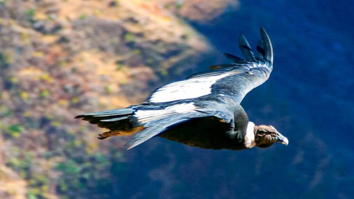 Kondor im Colca Tal | © Thomas Mirlach / Chamäleon Kondor im Colca Tal | © Thomas Mirlach / Chamäleon