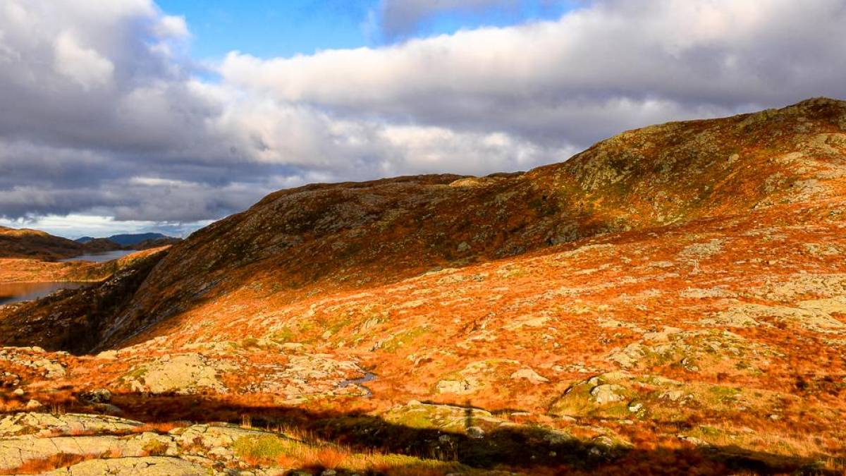 Norwegische Tundra | © Magne Roed, Unsplash / Chamäleon Norwegische Tundra | © Magne Roed, Unsplash / Chamäleon