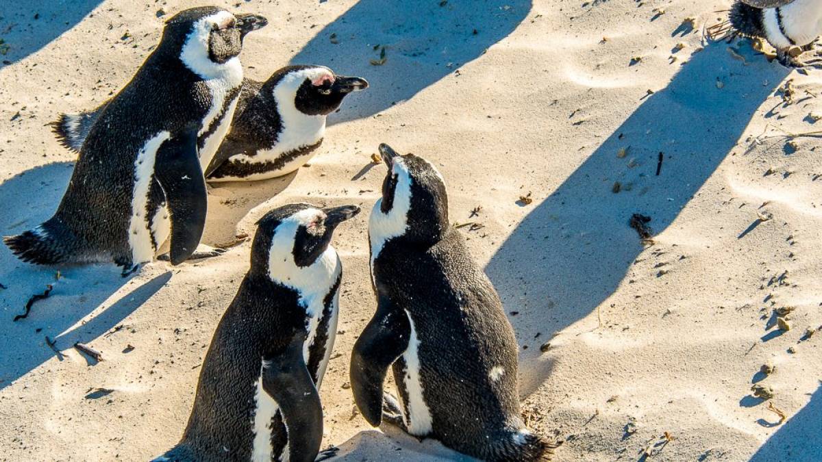 Pinguine am Boulders Beach | © Klaus Hansen / Chamäleon Pinguine am Boulders Beach | © Klaus Hansen / Chamäleon