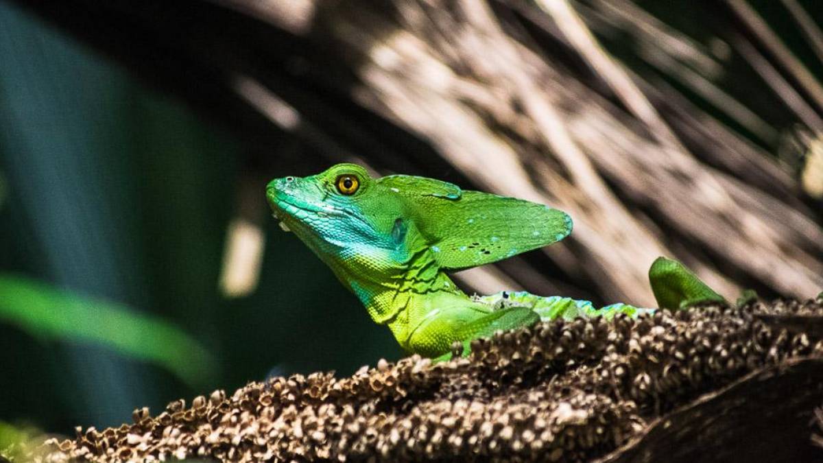 Ein Basilisk im Tortuguero Nationalpark | © Hannes Schleicher / Chamäleon Ein Basilisk im Tortuguero Nationalpark | © Hannes Schleicher / Chamäleon