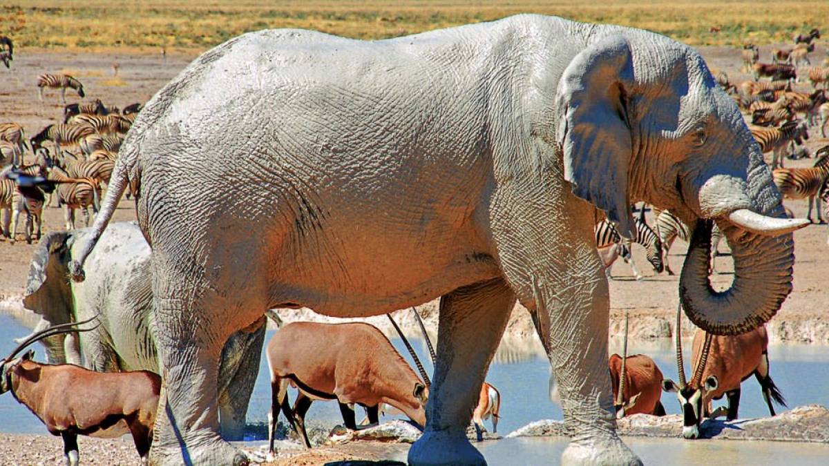 Weißer Elefant | © Heike Appelhoff / Chamäleon Weißer Elefant | © Heike Appelhoff / Chamäleon