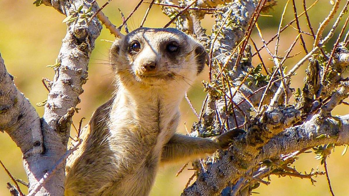 Erdmännchen passt auf | © Rene Winkler / Chamäleon Erdmännchen passt auf | © Rene Winkler / Chamäleon
