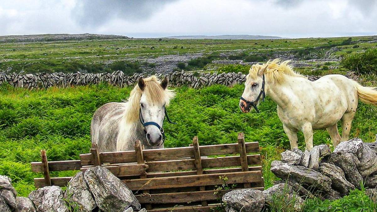 Pferde in Connemara | © Sterling Lanier, Unsplash / Chamäleon Pferde in Connemara | © Sterling Lanier, Unsplash / Chamäleon