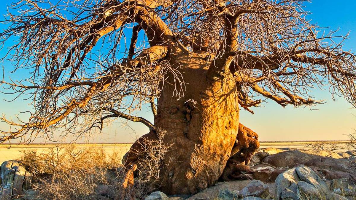 Baobabbaum am Rande der Salzpfanne | © Peter Pack, Pack Safari / Chamäleon Baobabbaum am Rande der Salzpfanne | © Peter Pack, Pack Safari / Chamäleon