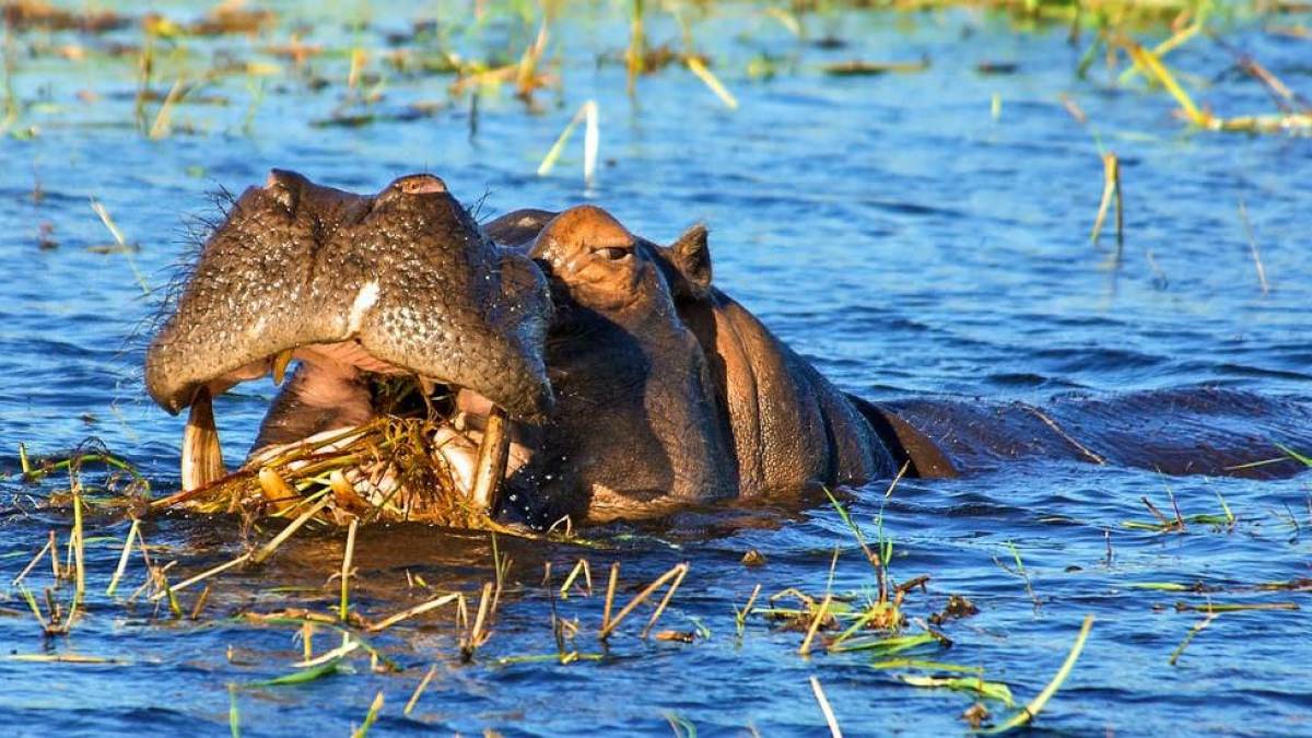 Flusspferd | © Peter Pack, Pack Safari / Chamäleon Flusspferd | © Peter Pack, Pack Safari / Chamäleon