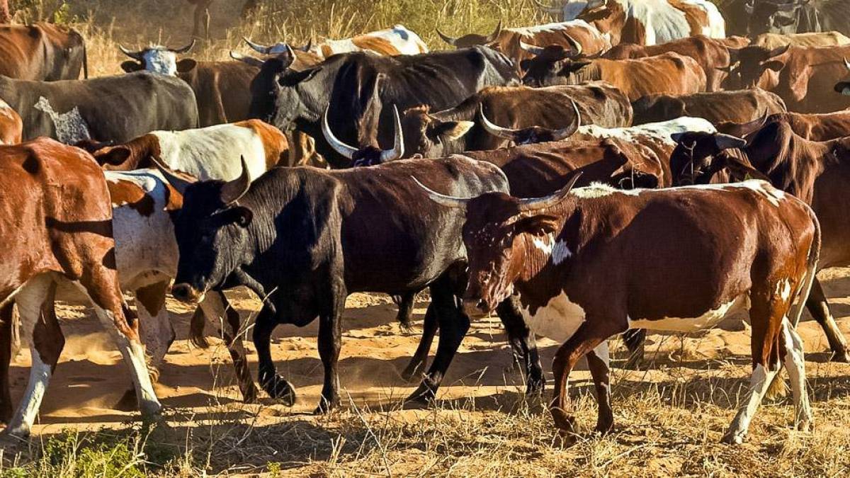 Nguni-Rinder | © Peter Pack, Pack Safari / Chamäleon Nguni-Rinder | © Peter Pack, Pack Safari / Chamäleon