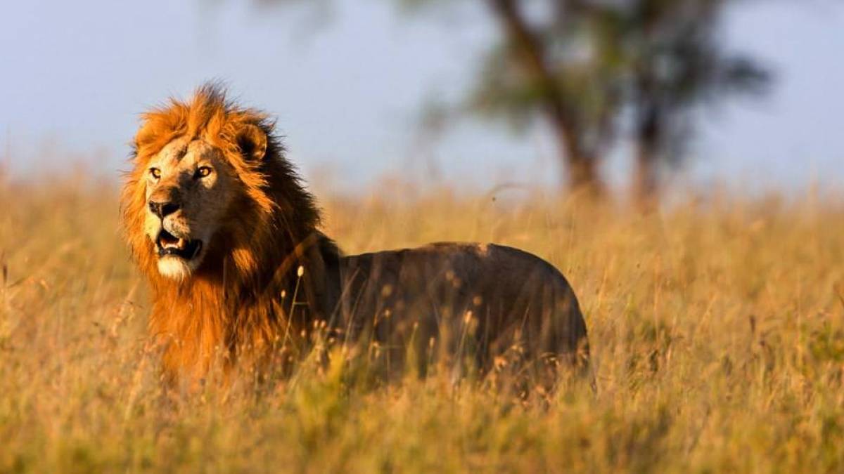 Löwe auf der Jagd in der Serengeti | © Margret Meyer / Chamäleon Löwe auf der Jagd in der Serengeti | © Margret Meyer / Chamäleon