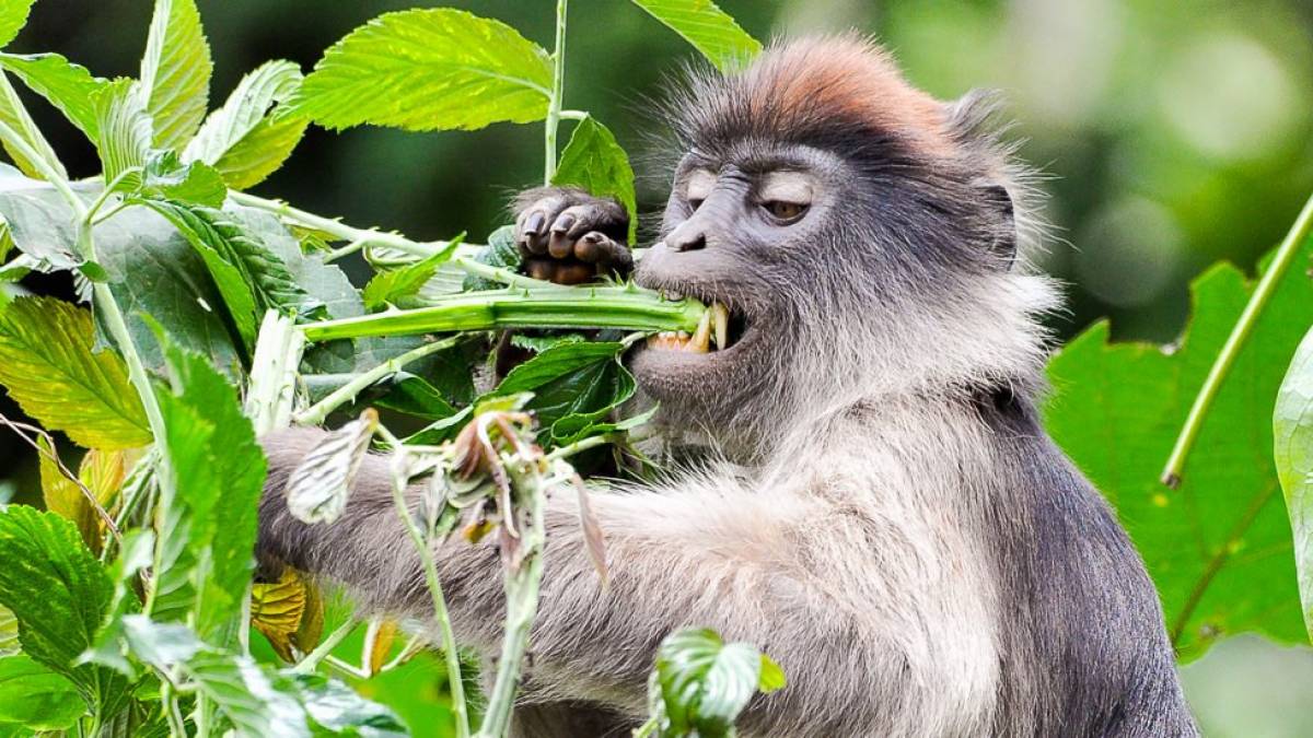 Colobus Affe | © Dieter Gerhards / Chamäleon Colobus Affe | © Dieter Gerhards / Chamäleon